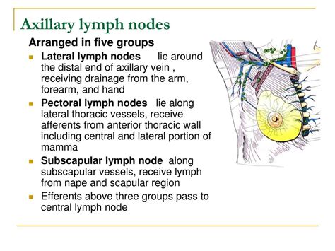 Lymph Nodes Of Axillary Region