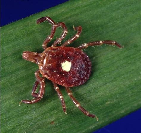 Missouri Health Officials Launch Tick Study In State Park Amid Rise In