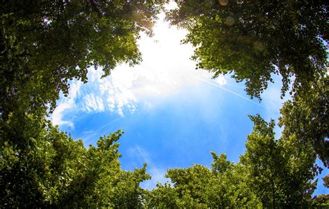 Wallpaper The Sky Leaves Clouds Trees Sky Trees Clouds Leaves