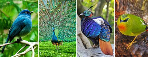 Things to do near exotic india tourism. 10 Exotic Birds Of India And Where To Spot Them