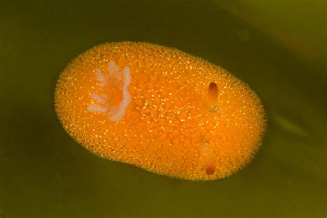 Orange Peel Doris On Kelp Acanthodoris Lutea Tory Kallman Flickr