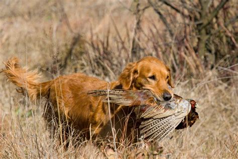 Hunting Dog Profile The Happy People Pleasing Golden Retriever