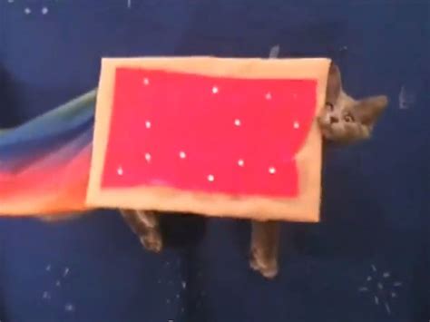 Nyan Cat In Real Life