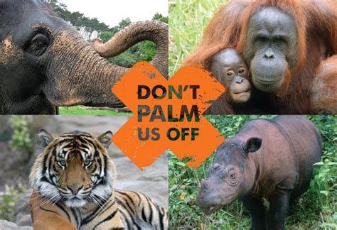 Endangered Rainforest Animals Due To Deforestation Rainforest Animal