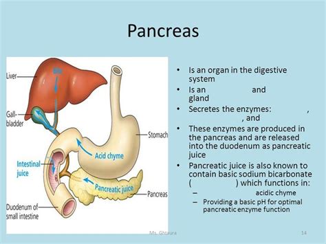 Image Result For Pancreas Digestive Functions Digestive Function