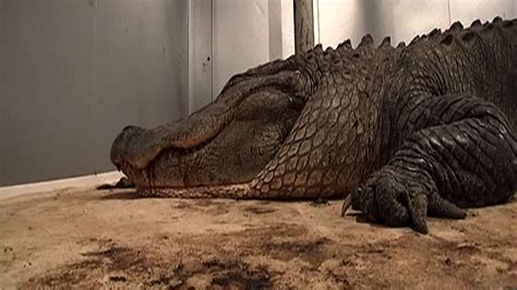 Record Breaking Alligator Caught In Mississippi