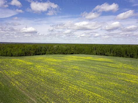 Russia Moscow Oblast Aerial View Of Vast Flower Field In Spring Stock