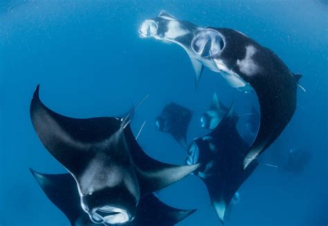 The Best Places To Dive With Manta Rays The Scuba News