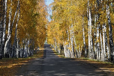 Picture Birch Autumn Nature Roads Trees 600x398