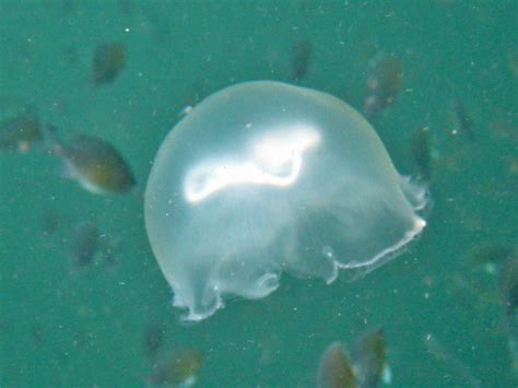 Scyphozoa Other Semaeostome Jellyfish Chaloklum Diving Koh Phangan