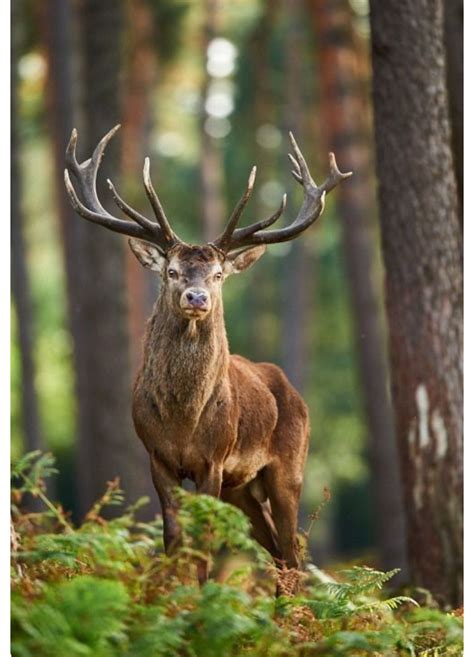 European Red Deer Stag Striking A Noble Pose On The Edge Of The Forest