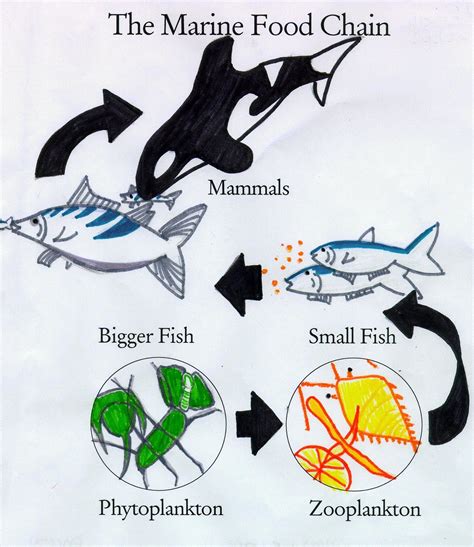 Simplified Ocean Food Chain Can You Create Your Own Food Chain