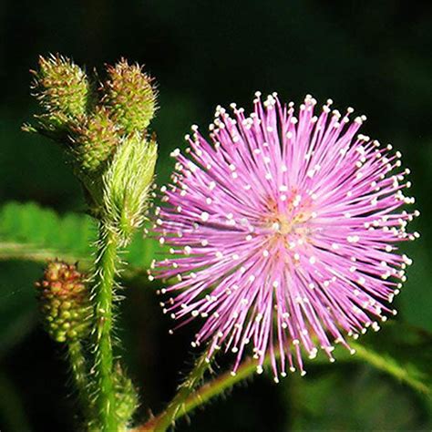 Mimosa Pudica Care And How To Grow One Properly Glidetrack