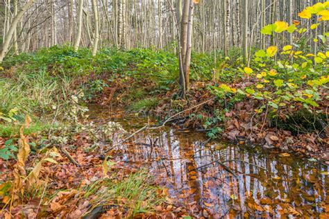 Small Stream In An Autumnal Forest Stock Photo Image Of Green