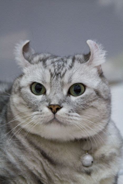 About the american curl cat breed. No, it a Curl. Folds have ears going down. Scottish fold ...