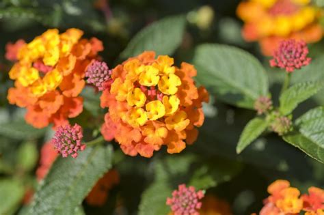 10 Heat Tolerant Plants That Will Survive And Thrive This Summer