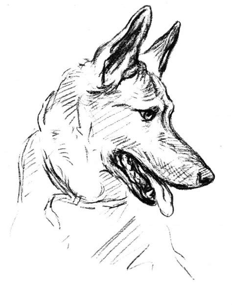 German Shepherd Coloring Pages Best Coloring Pages For Kids