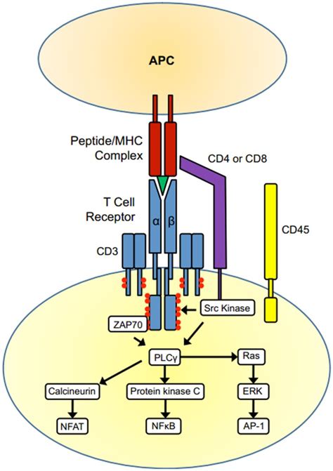 T Cell Activation The Tcr Complex Tcr α And β Chains And Cd3 And The