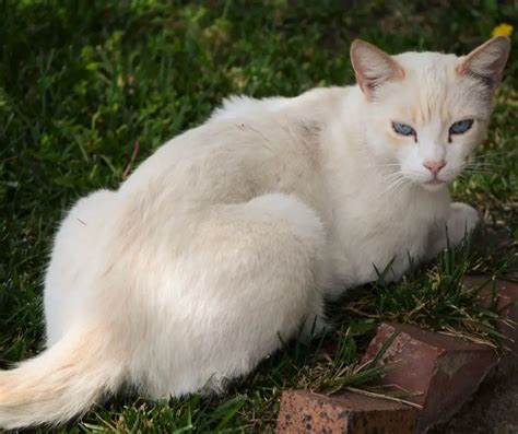 What Is The Temperament Of A Flame Point Siamese Cat Animals Hq