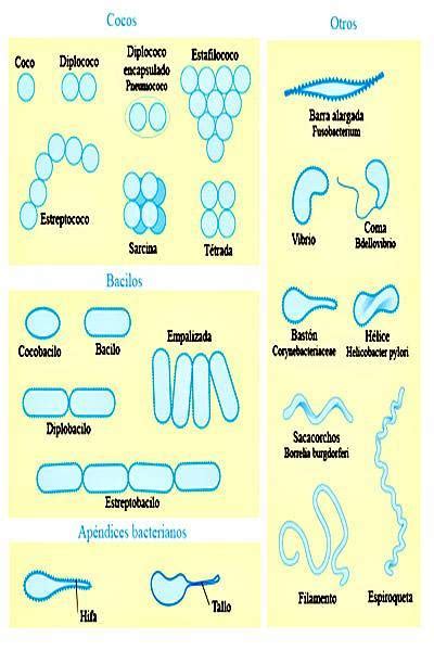 Pokemongoplanet Bactérias Características Morfologia Tipos Reprodução