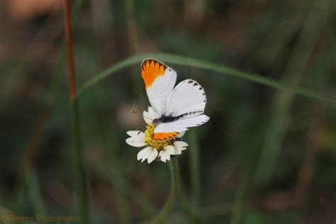 Orange Tip Butterfly Photo Wp42845
