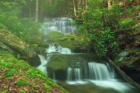 Nature picture library is a specialist photo & footage agency for the professional market, representing more than 500 of the world's best nature and wildlife. Free picture: waterfall, forest, wood, stream, nature, riverbank, moss, creek
