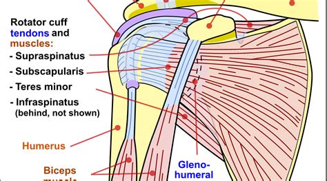 Shoulder Ligaments Bones And Tendons Science Trends