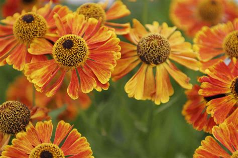 14 Best Fall Blooming Flowers For Your Perennial Garden