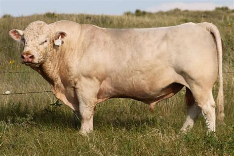 Herd Sires Small Livestock Charolais In Mountain City Nv