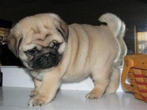Baby Pug I Am Starting To Gush About Pugs I Think I Want To Get One