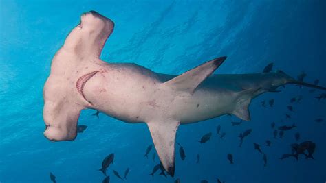 The Surprising Way Hammerhead Sharks Adapt To Extreme Environments