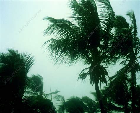 Palm Trees In A Storm Stock Image E1400130 Science Photo Library