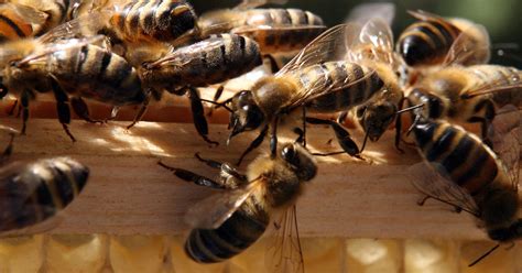 Golfer Dies After Being Attacked By Bees Cbs Los Angeles