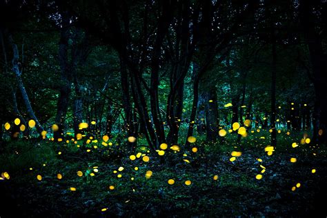 Watching Fireflies This Summer Could Help Scientists Study These