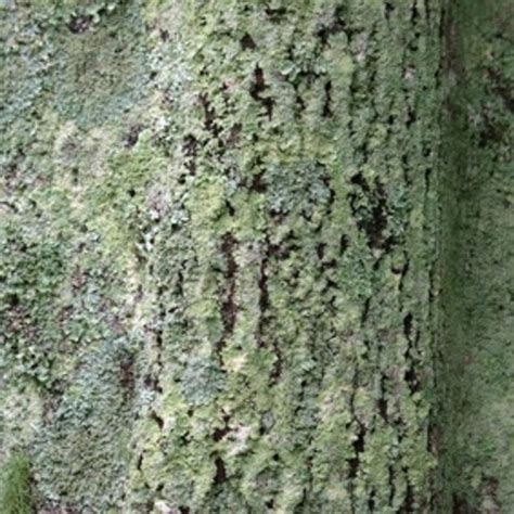 What Is The Green Fungus On The Bark Of The Tree Chelsie Jacobsen