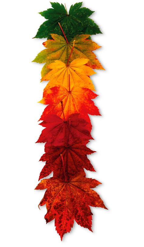 Why Do Leaves Change Color Seasonal Plants Dk Find Out
