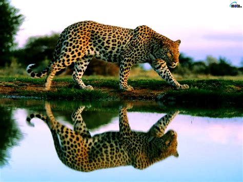 Aesthetic Wallpaper Wildlife Leopard Animals Free Top Wallpapers