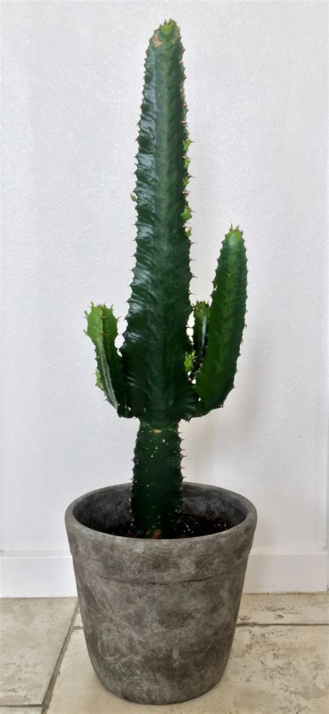 Where can you find cactus? Ny cowboy-kaktus - FiftyFabulous
