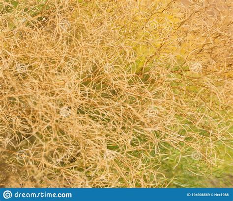 Dry Yellow Grass As Background Stock Image Image Of Shallow Branch