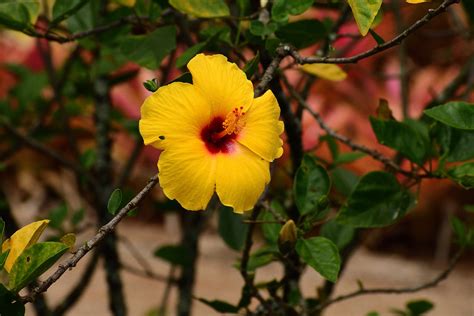 Hawaiian Yellow Hibiscus Hawaii State Flower James Sterrett Flickr