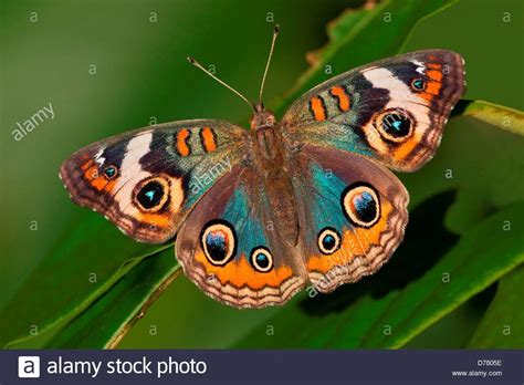 Blue Common Buckeye Butterfly Junonia Coenia Stock Photo Royalty