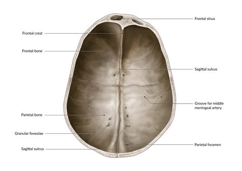 Sagittal Sulcus Vlrengbr