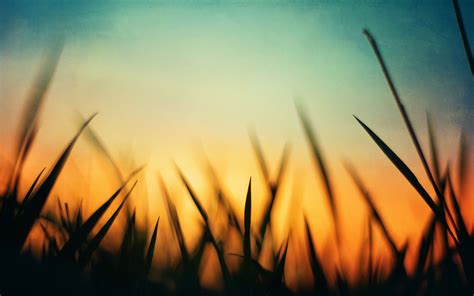 Grass Sunset Wallpapers Hd Desktop And Mobile Backgrounds