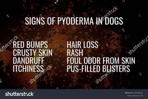 Symptoms Pyoderma Dogs Vector Illustration Medical Stock Vector