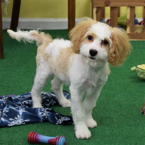 You've probably tried searching for something like; Cavapoo puppies delaware