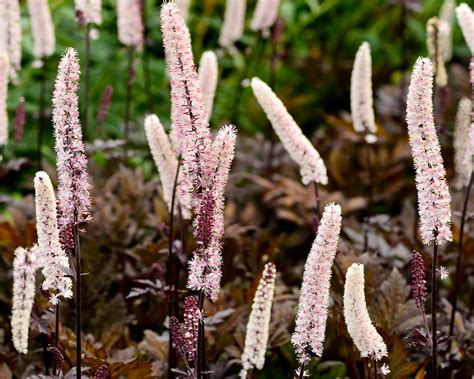 Actaea Simplex Pink Spike Bare Roots — Buy Pink Baneberry Online At