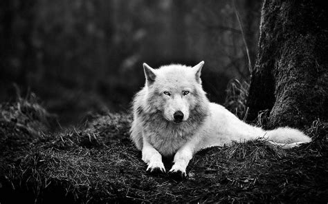 Hd Wallpapers White Wolf Free Download