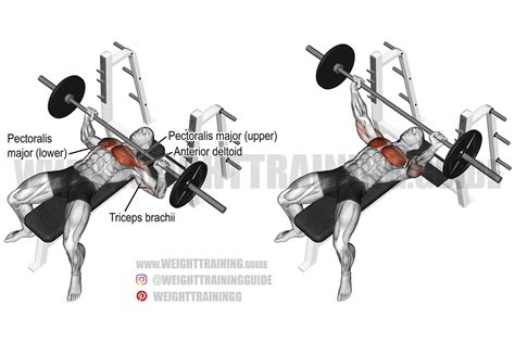Barbell Bench Press Vs Dumbbell Bench Press Which Is Better For You