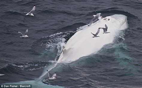Rare White Humpback Whale Spotted Off The Coast Of Norway Daily Mail