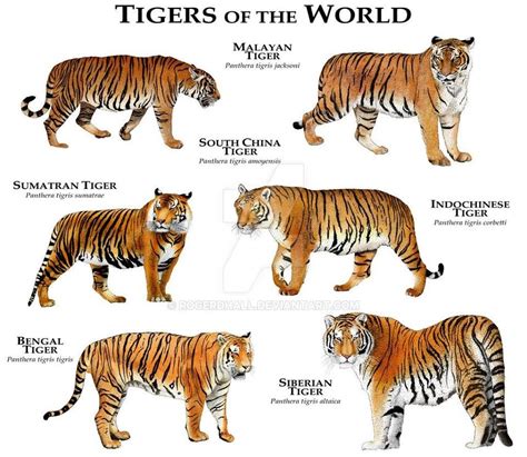 Types Of Tigers Beautiful Big Cats Pinterest Tigers And Animal